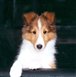 Sheltie Lover